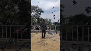 pigeon feeding food 🕊️ #pigeon #cutepigeon #pigeonlovers #hyderabad #shanmukhapavansagartkl #shorts