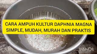 Cara ampuh kultur daphnia magna simple, mudah, murah dan praktis