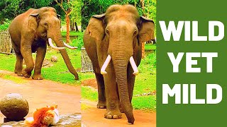 WILD ELEPHANT BEHAVING LIKE A TAMED ELEPHANT | WILD YET MILD | GENTLE GIANT | INDIA