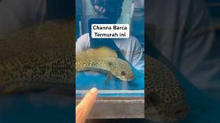 Channa Barca #viralvideo #fishing #channa #kuliner