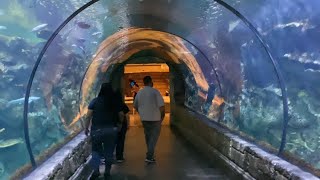 Trip To Arizona & Las Vegas Summer 2023 - Part 6 (Finale) #summervibes #aquarium #lasvegas #sharks