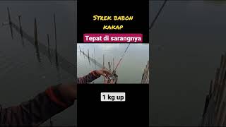 Kakap Putih Tambak Sedari #shorts #kakapputih #barramundi