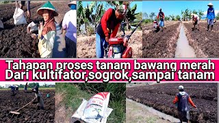 proses olah lahan,sampai tanam( bawang merah)