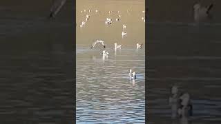 Navegando por la #breña, cientos de #gaviotas nos dan los #buenosdias. #almodovar #cordoba #españa