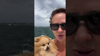 36 plus knot winds and the dog escapes 🐶🤦🏼‍♀️⛵️#pomeranian #dog #storm #sailing