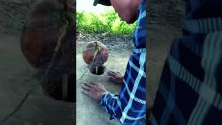 Easy Amazing , Unique Bird Trap using Ripe coconut , survival #short