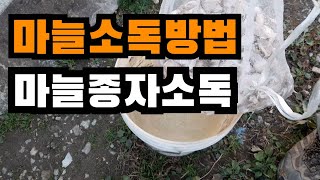 마늘소독방법, 마늘종자소독, 마늘종자소독 하는법, 마늘종구소독, 마늘종자쪼개기, 마늘종자, 마늘종구 #마늘소독방법 #마늘종자소독 #마늘종자소독하는법