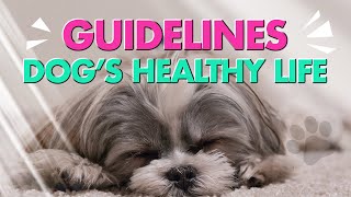 Guidelines to Help Ensure Your Dog Has a Healthy, Long life😍