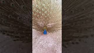 Satisfying Peacock Dance #shorts #peacock # trending #youtubeshort