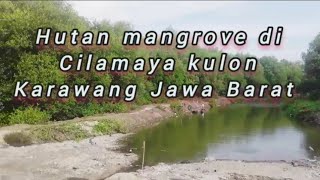 Hutan mangrove di pantai pasir putih Cilamaya kulon Karawang Jawa barat