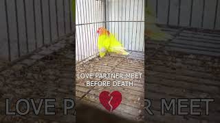 #short #shortvideo Lovebird partner last meet before death