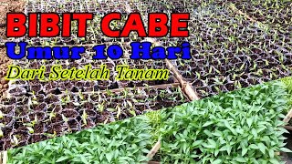 Cabe Umur 10 Hari