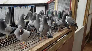 Irish racing pigeons