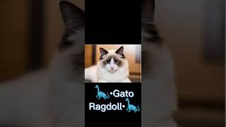 Los gatos más hermosos del mundo Parte 2