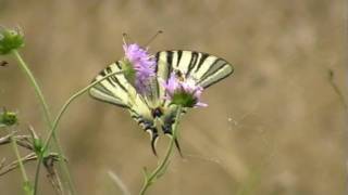 Flambé (Iphiclides podalirius)