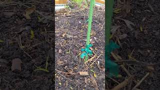 First Asparagus young shoots are Coming Out #backyardgardening #asparagus #growyourownfood #toronto