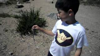 Mission Trails Blue Belly Lizard Catch