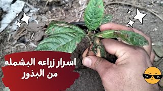 خطوه بخطوه ... زراعه البشمله أو الاسكدنيا من البذور وحتى الاثمار