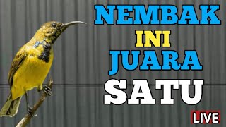 EMBAK INI JUARA 1 , SOGON FULL TEMBAKAN