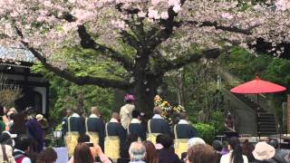 Beautiful cheery blossoms at Hase temple in Kamakura Japan