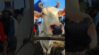 হযরতপুর হাটের সুন্দর গরু #cow #animals #viralvideo