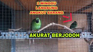 CIRI-CIRI BETINA CUCAK IJO BIRAHI &  BERJODOH DIKANDANG TERNAK MINIMALIS