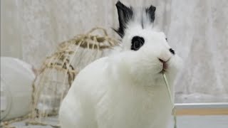 5월13일 라이브🐰 건초, 연맥 먹방