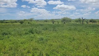 AINDA NÃO CONSEGUI NINGUÉM PARA ARAR MINHA TERRA  JA TEM MUITO MATO