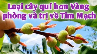 Bài thuốc hỗ trợ và phòng ngừa bệnh Tim mạch, rong kinh. PHAN HẢI Vlog.