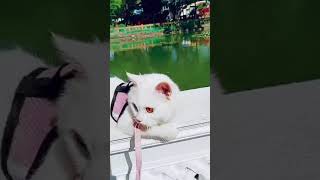 Cute persian cat #shortsviral #shortsvideo #travel #shortsfeed #reels #minivlog #persiancat