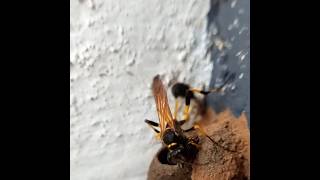 Wasp provisioning the nest with a spider #wasp #spider