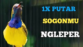 BIKIN NGLEPER, PANCINGAN SOGON BIAR NGLEPER