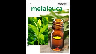 Óleo Essencial de Melaleuca.#tosse  #Preveniraftas #doresdegarganta #Acne e espinha #shorts