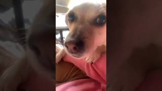 Dog burps “Hello” to you  #doggo  #dogfluencer