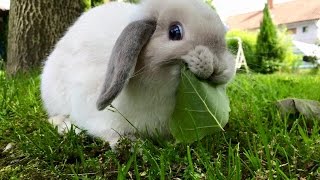 Rabbits Are Funny And Cute Bunny