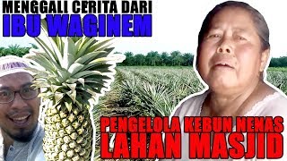 KEBUN NENAS MILIK MASJID! Apa saja cerita Ibu Waginem?