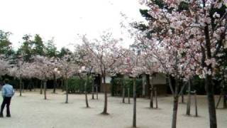 Cherry blossoms in Japan