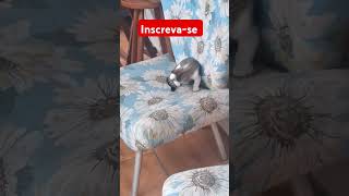 #memes #trend #nflopa #vaiprafycaramba #dormir #cachorro #viralvideo #cat #adote #gatos