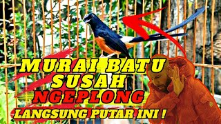 TERAPI MURAI BATU NGEPLONG❗