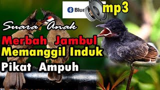 Suara anak merbah jambul memanggil induk,Pikat  AMPUH.red whiskered bulbul baby sound