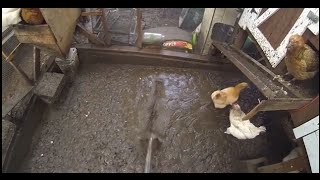 Best Way To Dry Out A Muddy Soggy Messy Wet Chicken Coop in Minutes - Perfectly Every Time!!!!!!