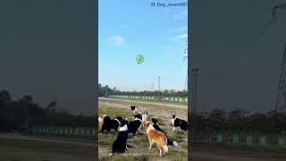 Dog lover //tag dog lover #viral #trending #shorts #doglover  #tag #dog #funny #dance #cutedog