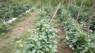 PLANTAÇÃO DE PIMENTÃO ENCARANDO CHUVAS FORTES