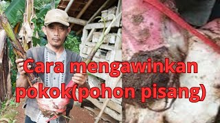 part1 cara mengawinkan pokok(pohon) pisang(membuat pisang jenis baru