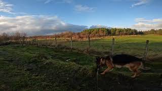 German shepherd on walk. Eros på tur. 03.11.2024. still you tubes most boring video part 1