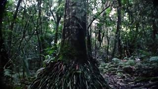 The Pines Picnic Area - State Forests of the Watagans