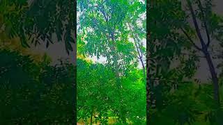 8 September 2023 #shortfeed #shortvideo #naturelovers