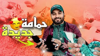 اشتريت انتى سيفيانوس رائعة 😍 ورجعت ليا نتوة لي هربات 😍🙏🙏