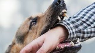 Delhi m kutto ka kehar| kutte ne bacche ko kaata#dog #animals#viral#youtubeshorts #trending