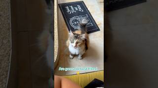 #cat #catlover #catshorts #catvideos #bestfriend #adorable #pretty #trending #fyp